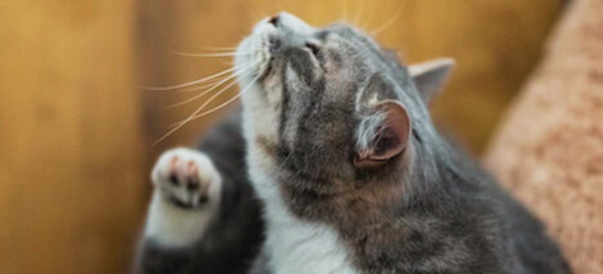 fleas on pets